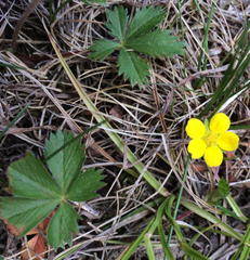 Potentilla simplex