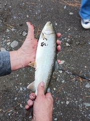 Salvelinus confluentus