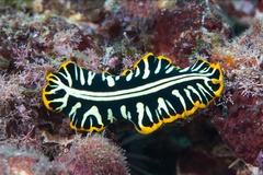 Pseudoceros dimidiatus