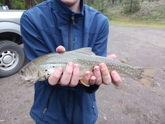 Salvelinus confluentus