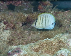 Chaetodon multicinctus