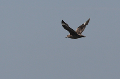 Stercorarius skua