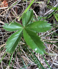 Potentilla simplex