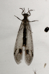 Glenoleon meteoricus