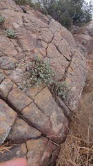 Oscularia caulescens