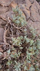 Oscularia caulescens
