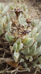 Oscularia caulescens