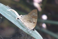 Bindahara moorei