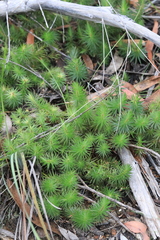 Melichrus procumbens