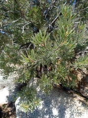 Pinus quadrifolia