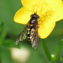 Dasysyrphus intrudens