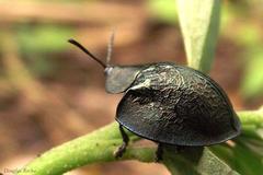 Cyrtonota thalassina