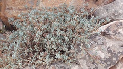 Oscularia caulescens