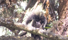 Sciurus oculatus