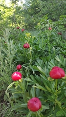 Paeonia peregrina