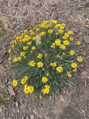 Erigeron linearis