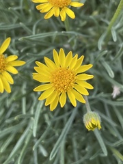 Erigeron linearis