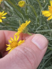 Erigeron linearis