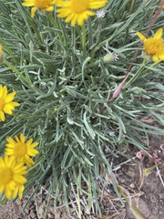 Erigeron linearis