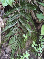 Dryopteris varia