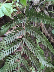 Dryopteris varia