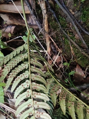 Dryopteris varia
