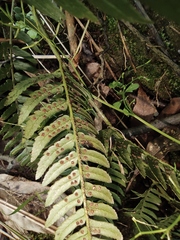 Dryopteris varia