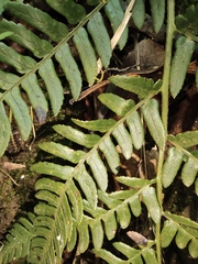 Dryopteris varia