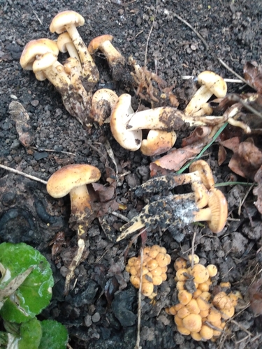 Flammulina populicola