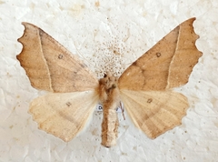 Odontopera muscularia