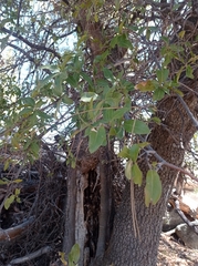 Quercus peninsularis