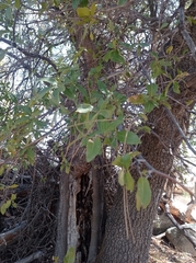 Quercus peninsularis