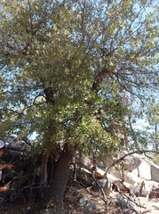 Quercus peninsularis