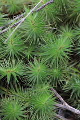 Melichrus procumbens