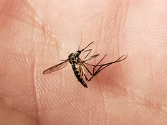 Aedes triseriatus