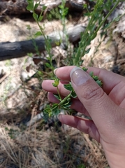 Euphorbia lurida