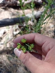 Euphorbia lurida