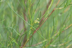 Dodonaea filifolia