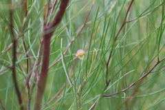 Dodonaea filifolia