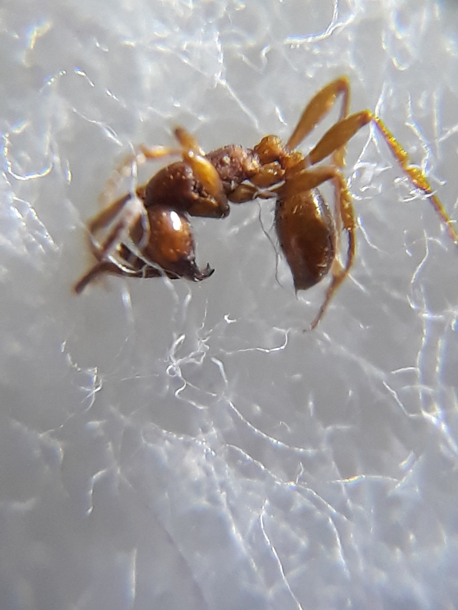 Aenictus punensis
