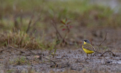 Motacilla flava thunbergi