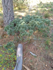 Pinus culminicola