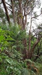 Eucalyptus resinifera