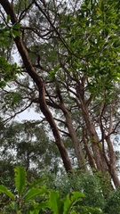 Eucalyptus resinifera