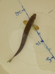 Salmo salar