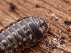 Armadillidium pulchellum