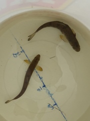 Salmo salar