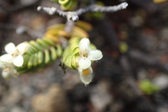 Pimelea microphylla
