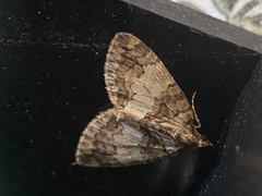 Hydriomena impluviata
