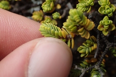 Pimelea microphylla